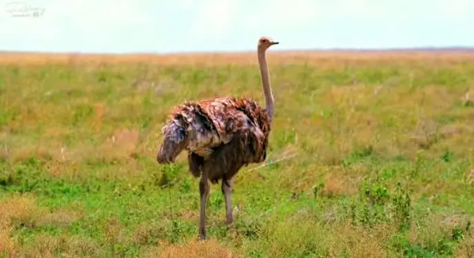 Mgahinga Gorilla National Park